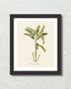 Vintage Tropical Banana Palm 2 Botanical Art Print