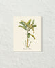 Vintage Tropical Banana Palm 2 Botanical Art Print