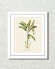 Vintage Tropical Banana Palm 2 Botanical Art Print