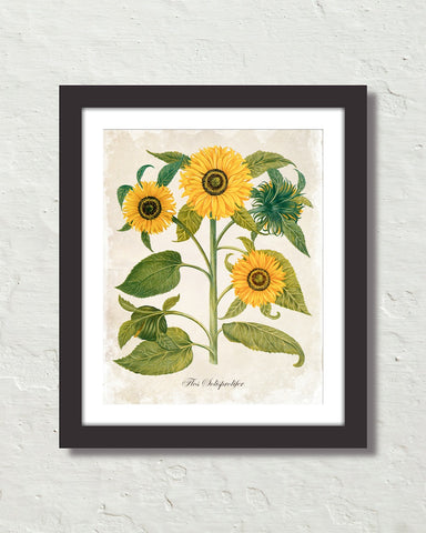 Antique French Style Sunflower No. 6 Art Print