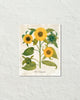 Antique French Style Sunflower No. 6 Art Print