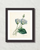 Blue Lotus Antique Botanical Art Print