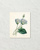 Blue Lotus Antique Botanical Art Print
