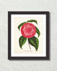 Vintage Camelia Petazzi Botanical Art Print