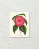 Vintage Camelia Petazzi Botanical Art Print