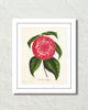 Vintage Camelia Petazzi Botanical Art Print