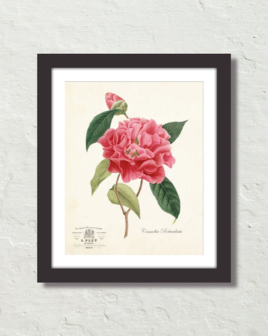Vintage French Camelia Reticulata Botanical Art Print