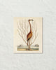Vintage Sea Bird No. 15 Natural History Art Print