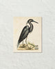Vintage Sea Bird No. 16 Natural History Art Print