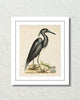 Vintage Sea Bird No. 16 Natural History Art Print