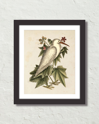 Vintage Sea Bird No. 77 Natural History Art Print
