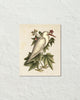 Vintage Sea Bird No. 77 Natural History Art Print