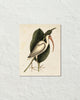Vintage Sea Bird No. 82 Natural History Art Print