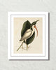 Vintage Sea Bird No. 82 Natural History Art Print