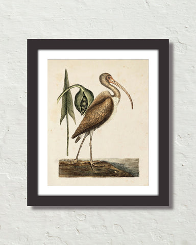 Vintage Sea Bird No. 83 Natural History Art Print