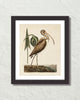 Vintage Sea Bird No. 83 Natural History Art Print