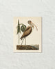 Vintage Sea Bird No. 83 Natural History Art Print