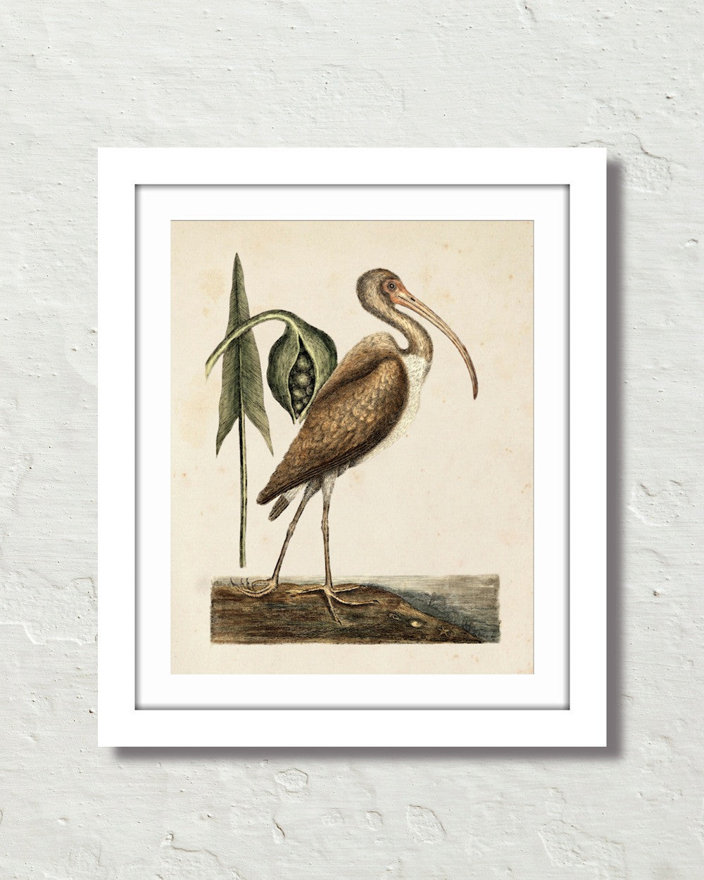 Sea Life Autographed Canvas Giclee main image 1
