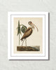Vintage Sea Bird No. 83 Natural History Art Print