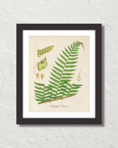British Fern No. 1 Botanical Art Print