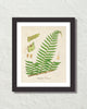British Fern No. 1 Botanical Art Print