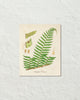 British Fern No. 1 Botanical Art Print