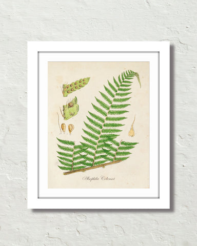Ferns, Trees & Leaves Giclee Art Prints – Belle Maison Art
