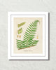 British Fern No. 1 Botanical Art Print