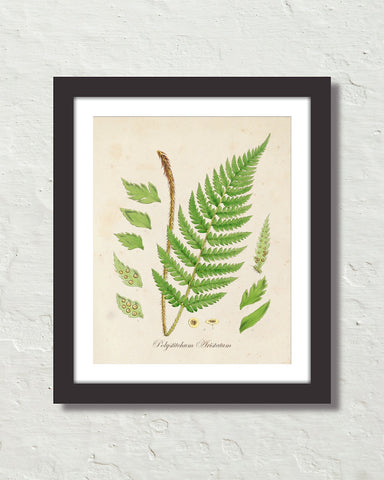 British Fern No. 2 Botanical Art Print