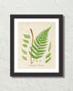 British Fern No. 2 Botanical Art Print