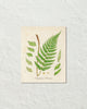 British Fern No. 2 Botanical Art Print