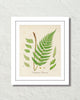 British Fern No. 2 Botanical Art Print