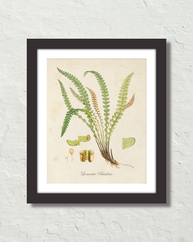 British Fern No. 4 Botanical Art Print