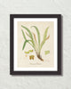 British Fern No. 4 Botanical Art Print
