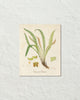 British Fern No. 4 Botanical Art Print
