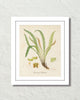 British Fern No. 4 Botanical Art Print