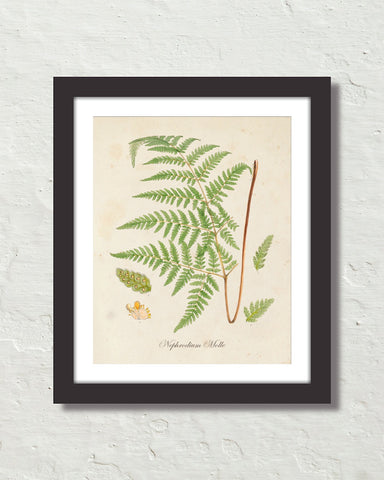 British Fern No. 5 Botanical Art Print