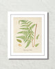 British Fern No. 5 Botanical Art Print