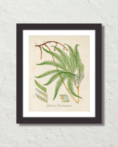 British Fern No. 6 Botanical Art Print