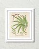 British Fern No. 6 Botanical Art Print