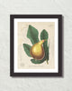 French Fig Collage Botanical Art Print