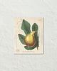 French Fig Collage Botanical Art Print