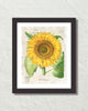French Sunflower Collage Botanical Art Print