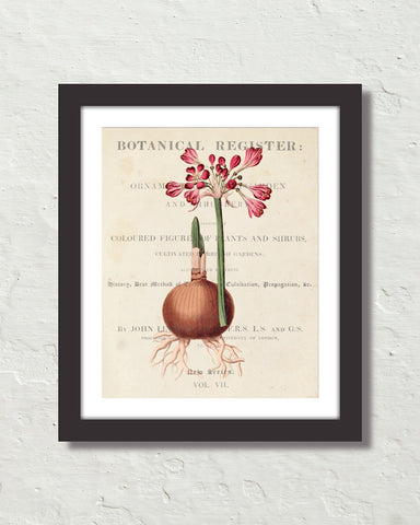 Vintage Floral Collage No.12 Botanical Art Print