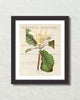 Vintage Floral Collage No. 407 Botanical Art Print