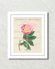 Vintage Floral Collage No. 819 Botanical Art Print