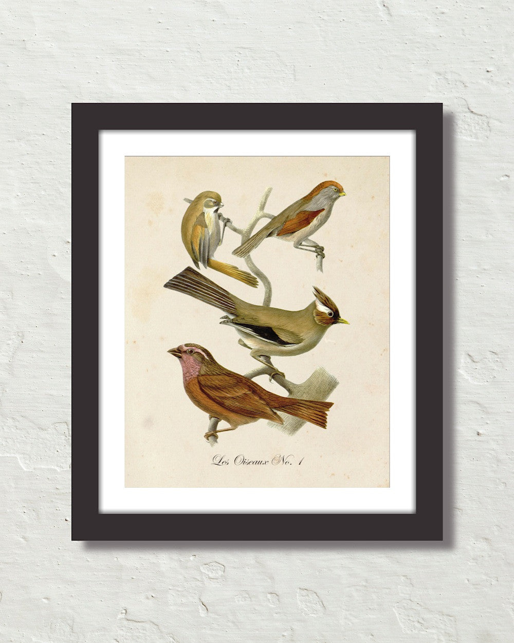 Vintage French Birds No.1 Botanical Art Print – Belle Maison Art