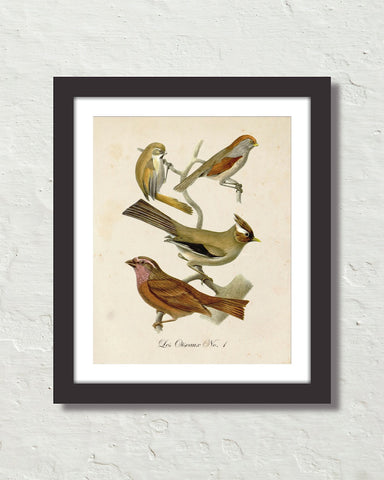 Vintage French Birds No.1 Botanical Art Print