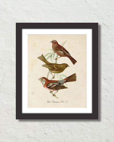 Vintage French Birds No. 2 Botanical Art Print