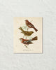 Vintage French Birds No. 2 Botanical Art Print